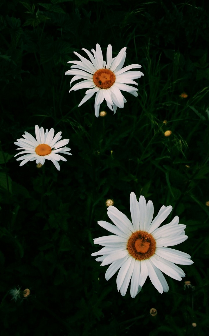 Chamomile