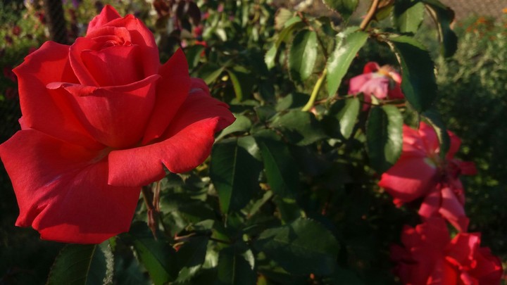 rose