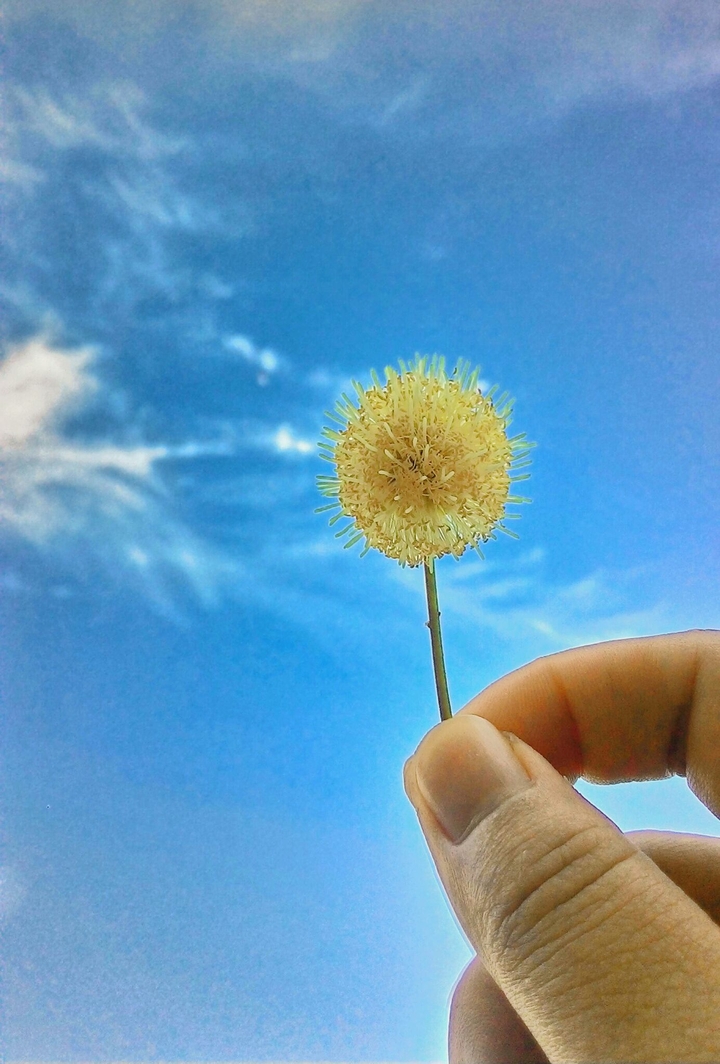 the acasia in the sky...