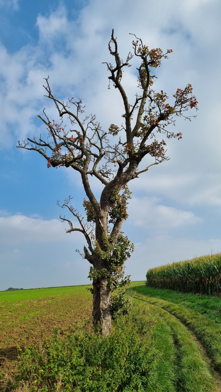Arbre France