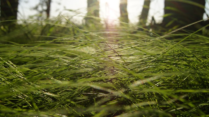 Beautiful summer