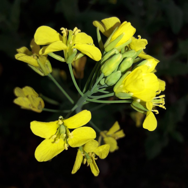 Mustard flower-bud সরিষার ফুলকলি