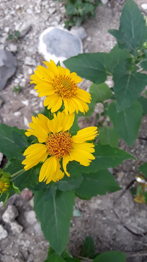 flora, wildflower háttérképek