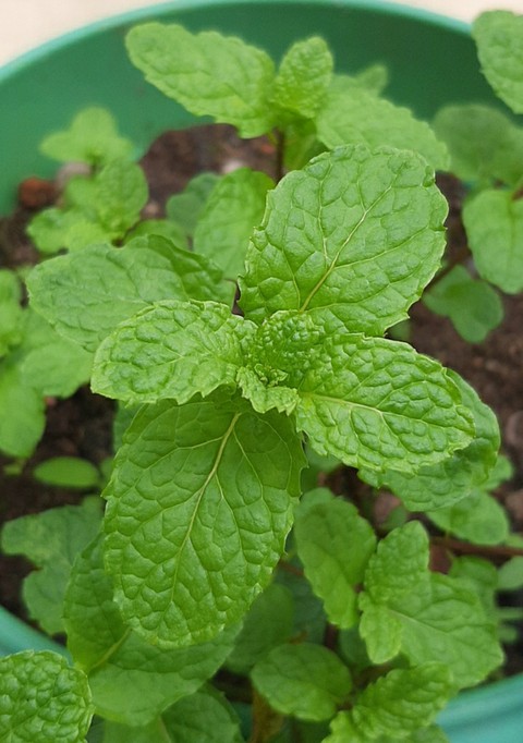 Menta