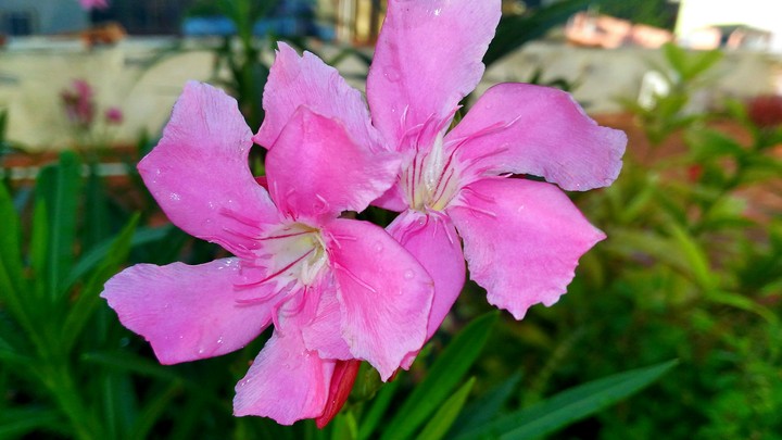 my garden
