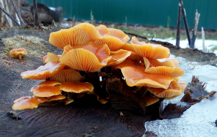 Mushrooms in winter