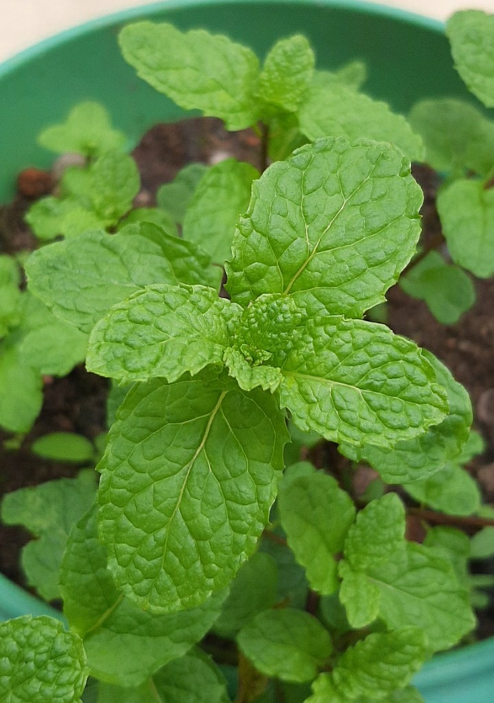 Menta