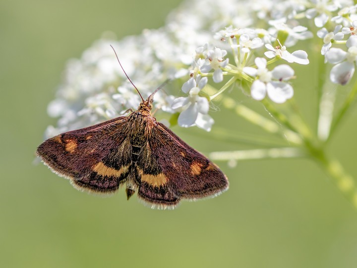 Beautiful Butterfly
