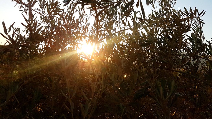 sun light