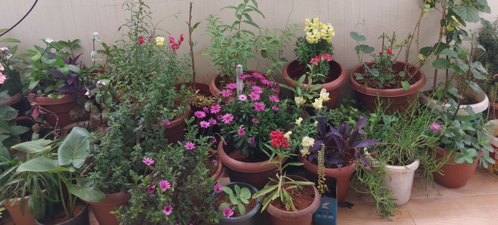 flowers