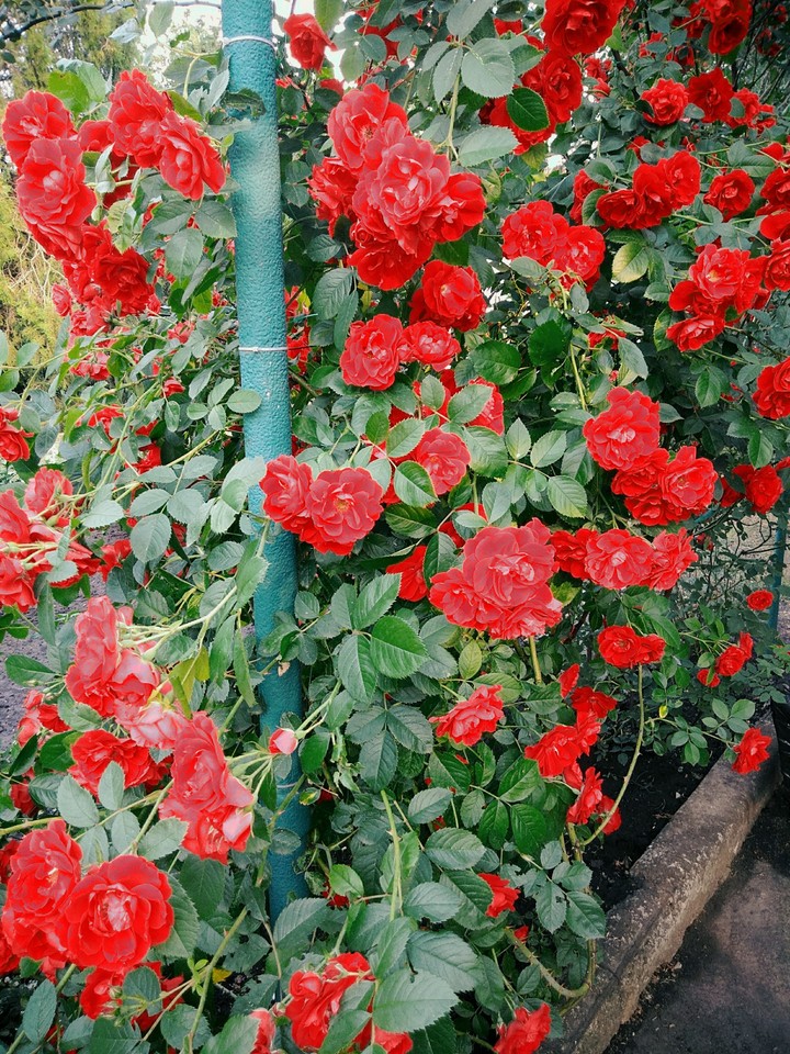 розы