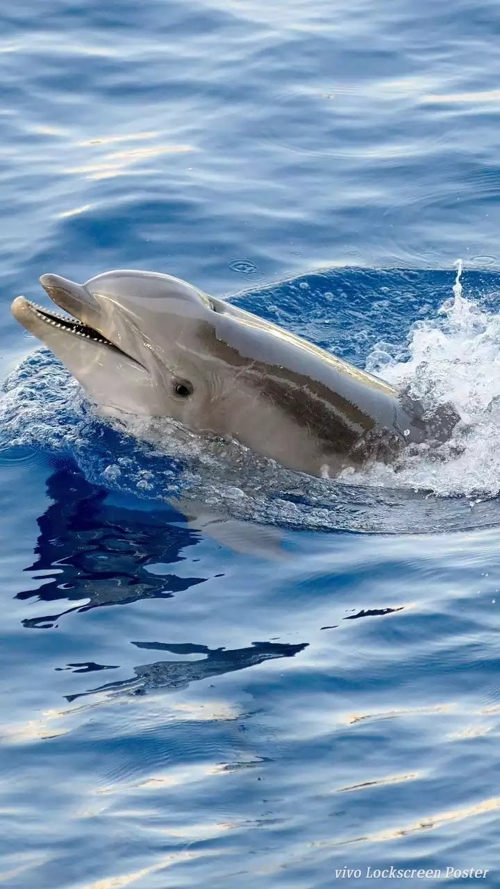 Whale