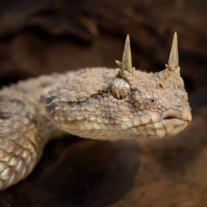 snake