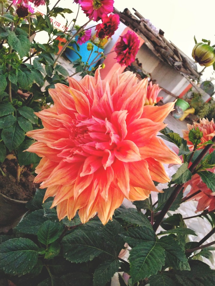 Flower