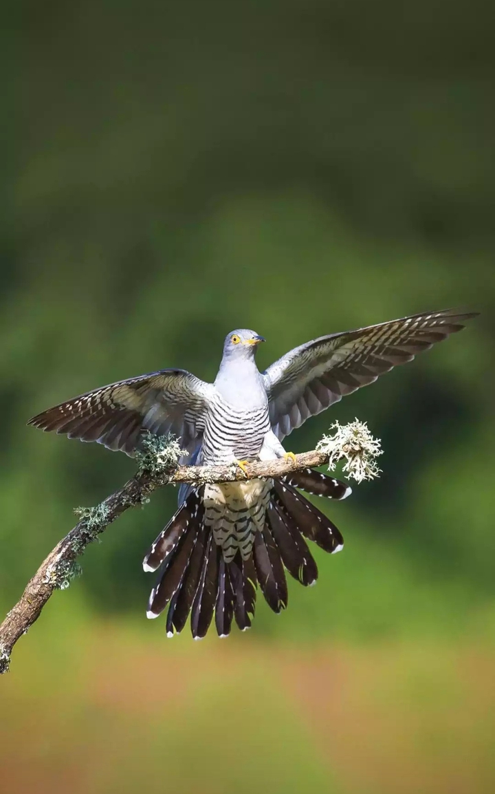 beautiful Bird
