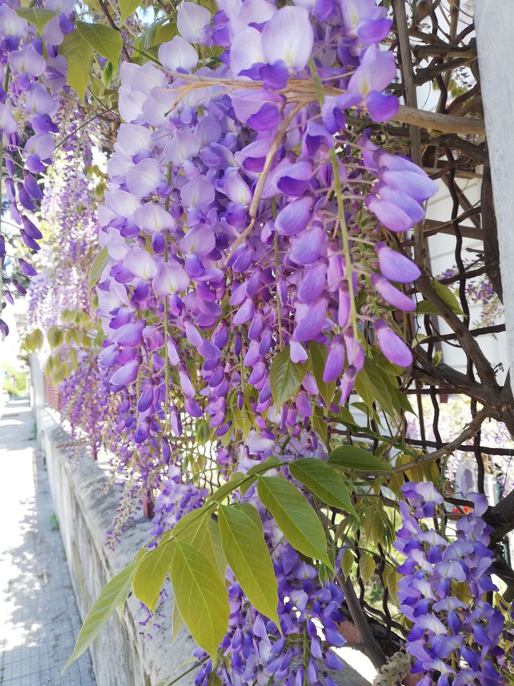 Wisteria flowers
