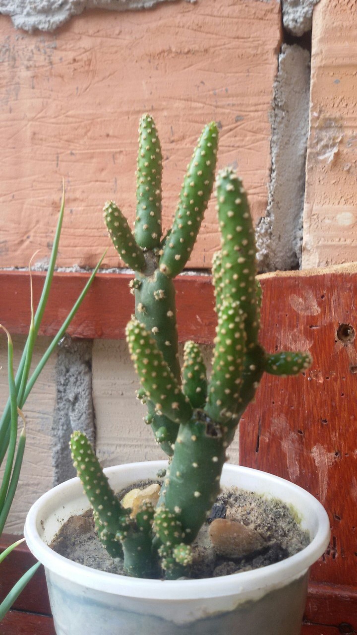cacto