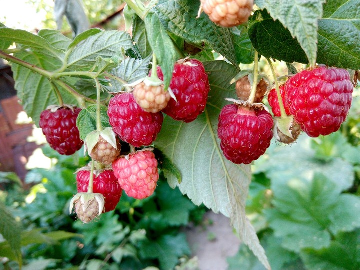 raspberry