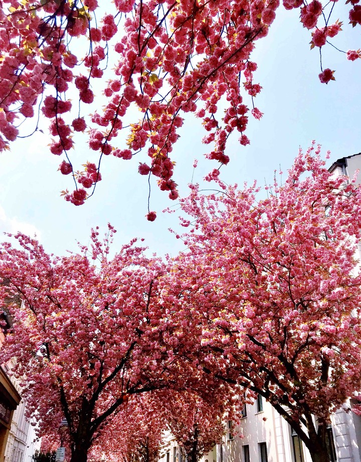 Japanese cherry blossom