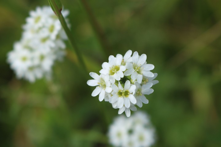 068