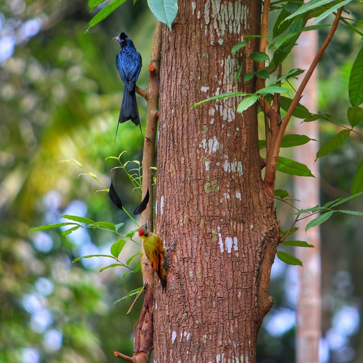 birds