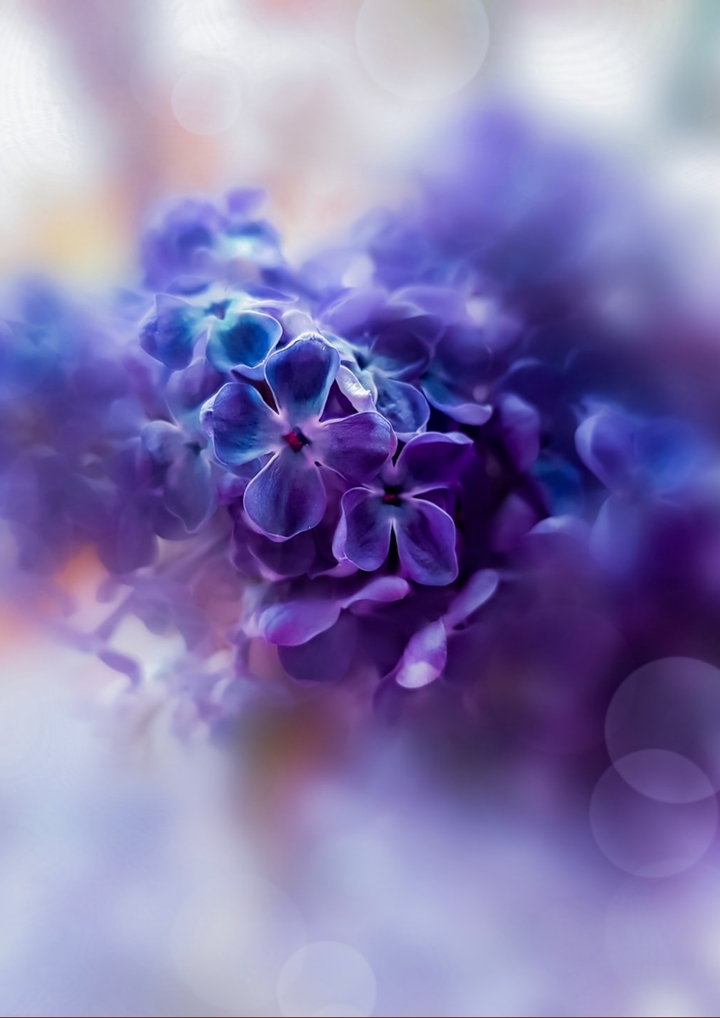 purple flowers.....
