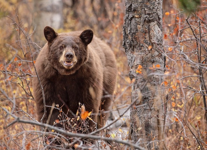 Braunbär.