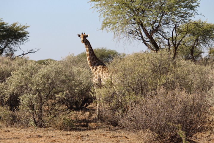 Giraffe