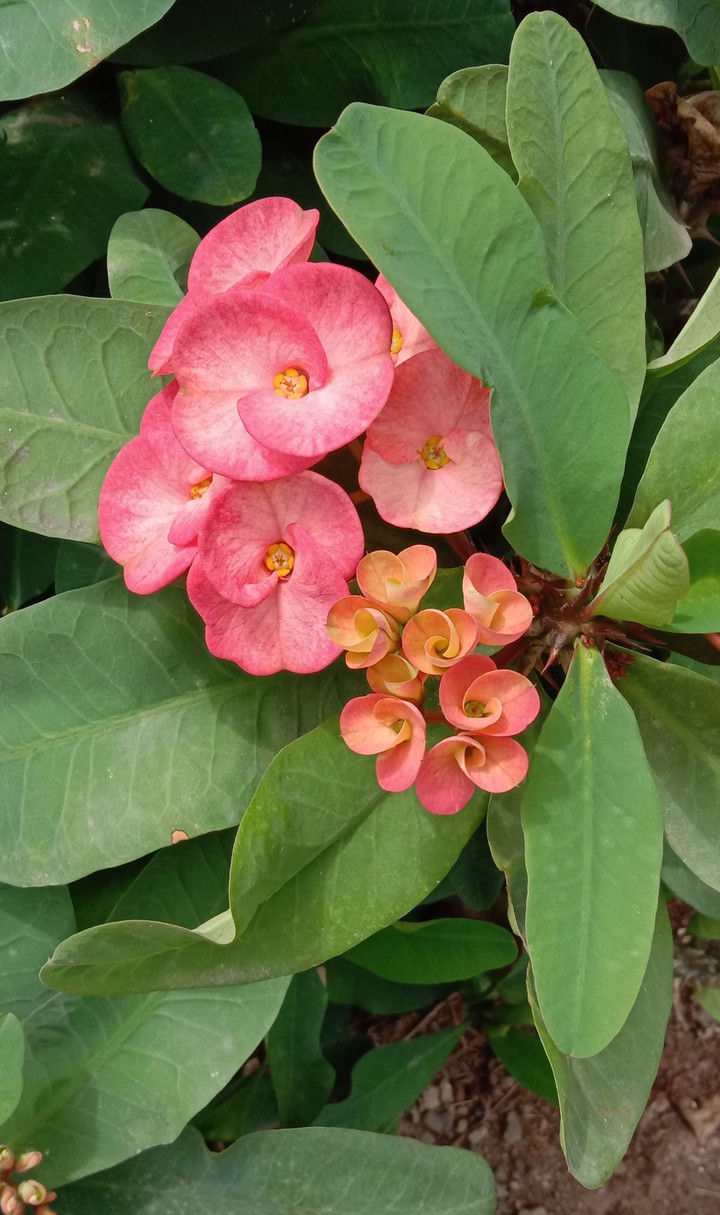 lovely flowers