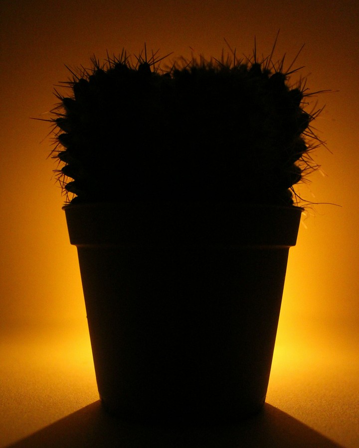 shadow of cactus in yellow