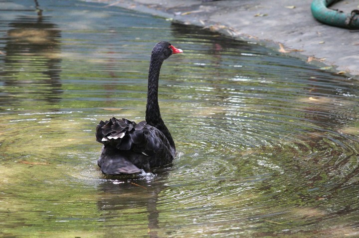 black swan