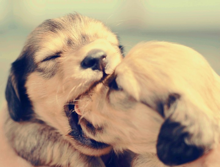 puppies