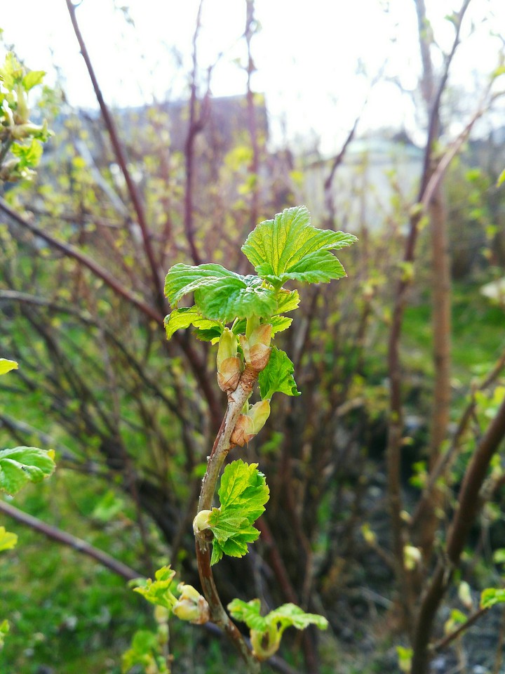 Spring