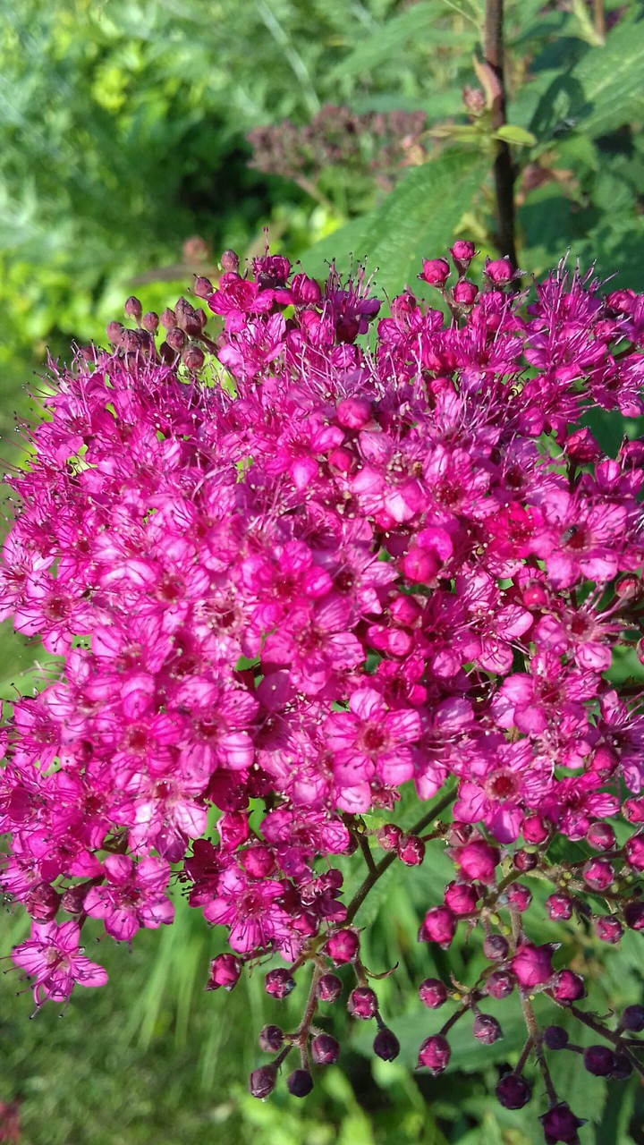 pink flower