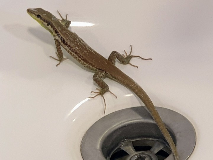 Inside the sink