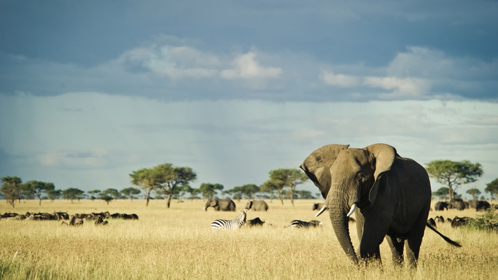 elephant