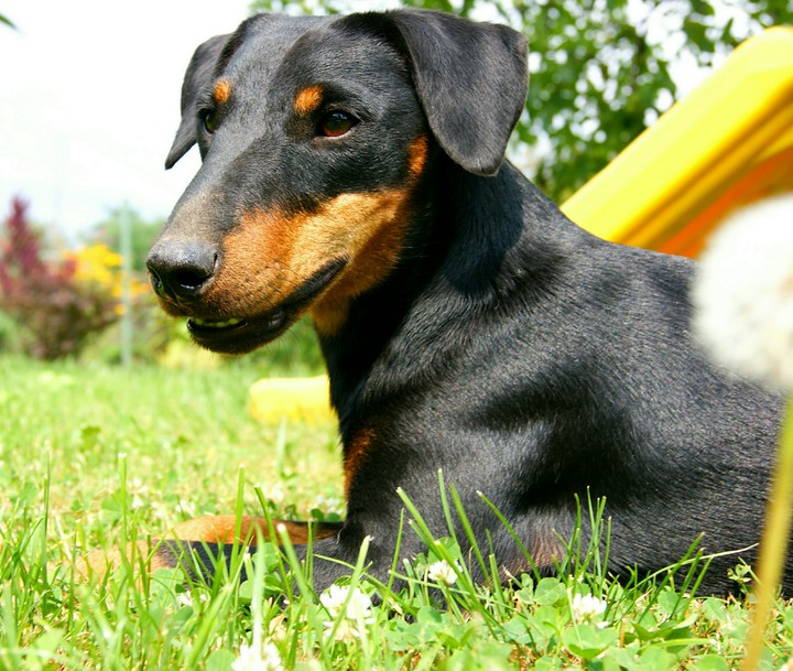 dog