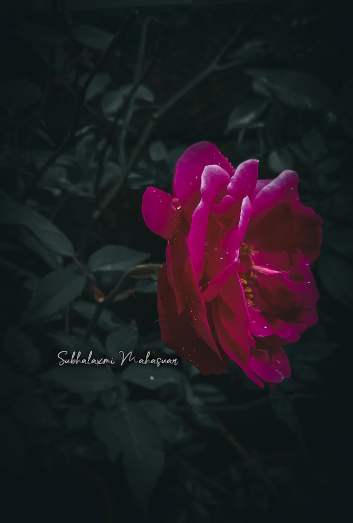 Rose