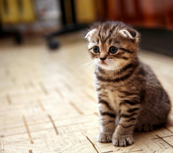 kitty