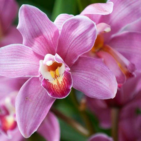 Pink flowers.