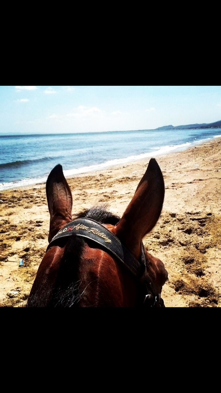 horse