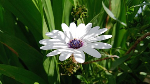 nature