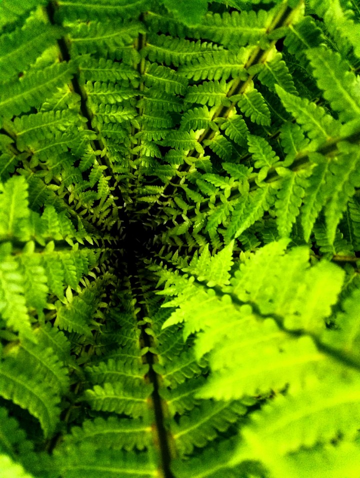 Fern