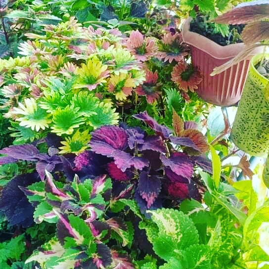 coleus