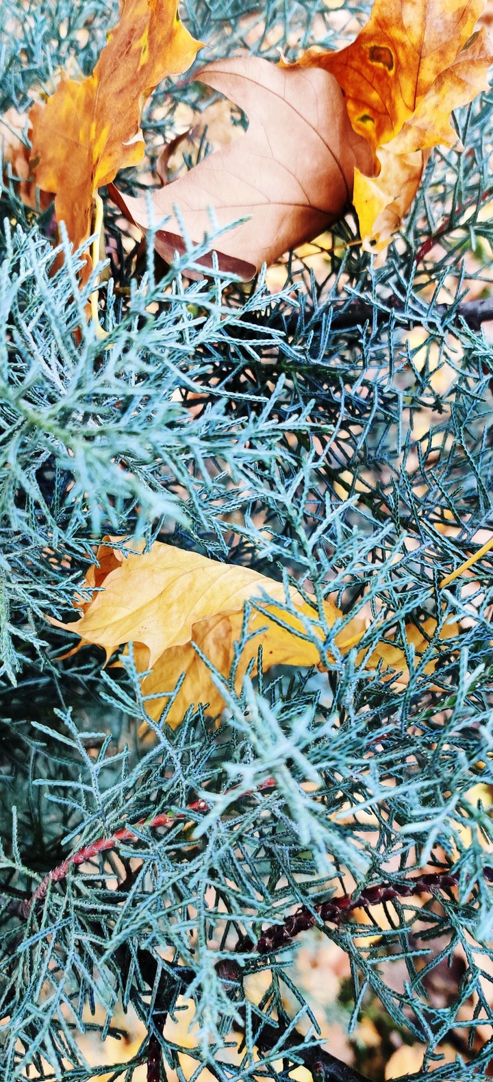 Набор фото)