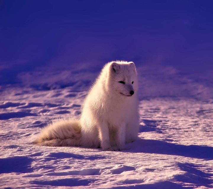 doggie
