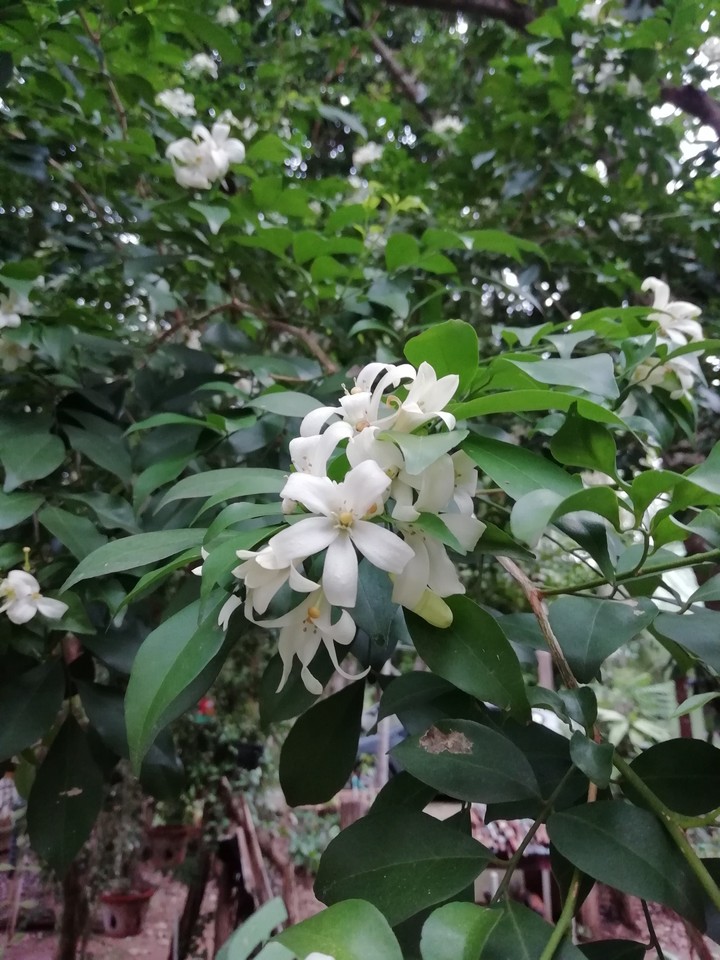 ดอดไม้