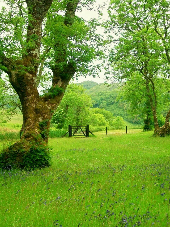 garden i dreamed for
