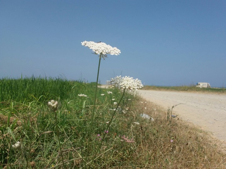 deniz