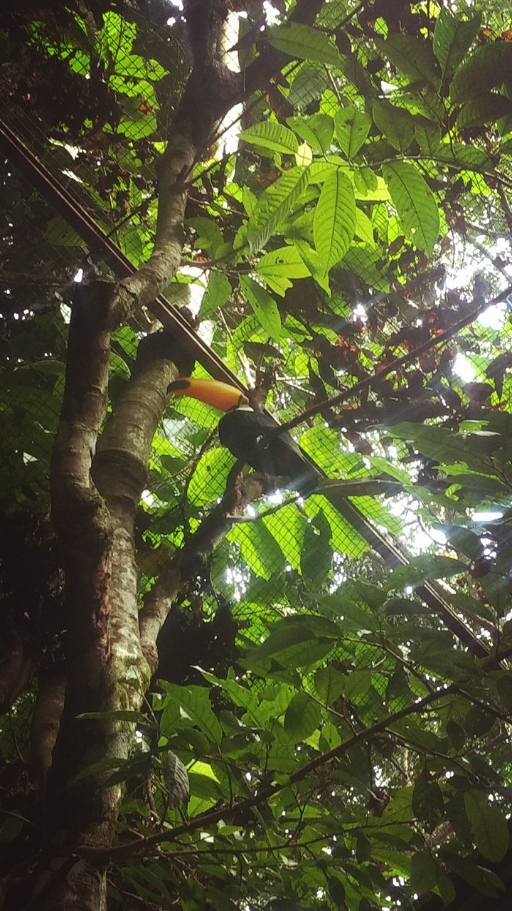 tucan